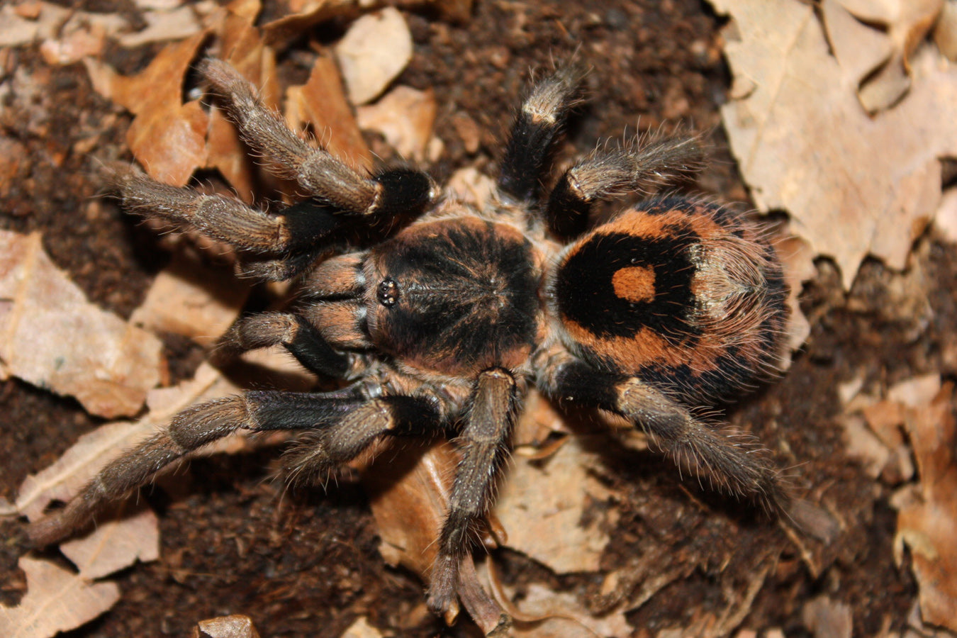 Hapalopus vangoghi (Speckled patch)