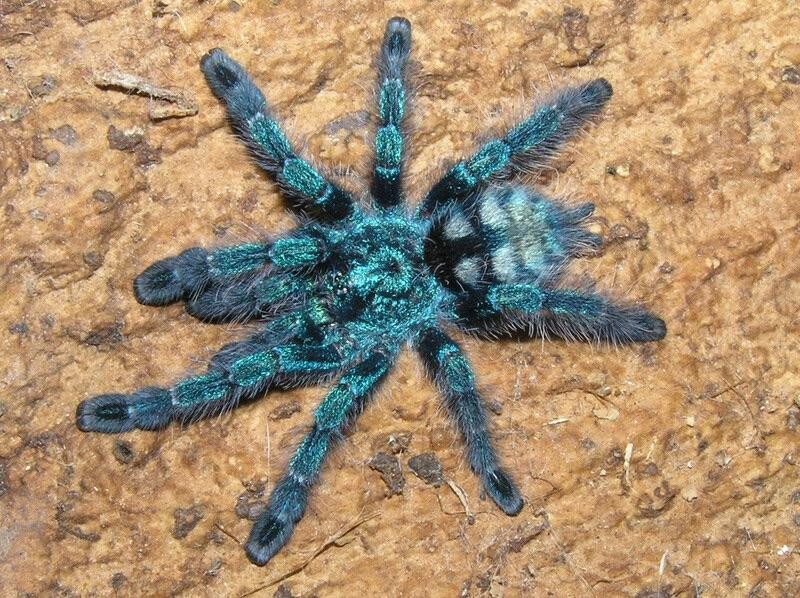 Caribena versicolor (Antilles pink toe)