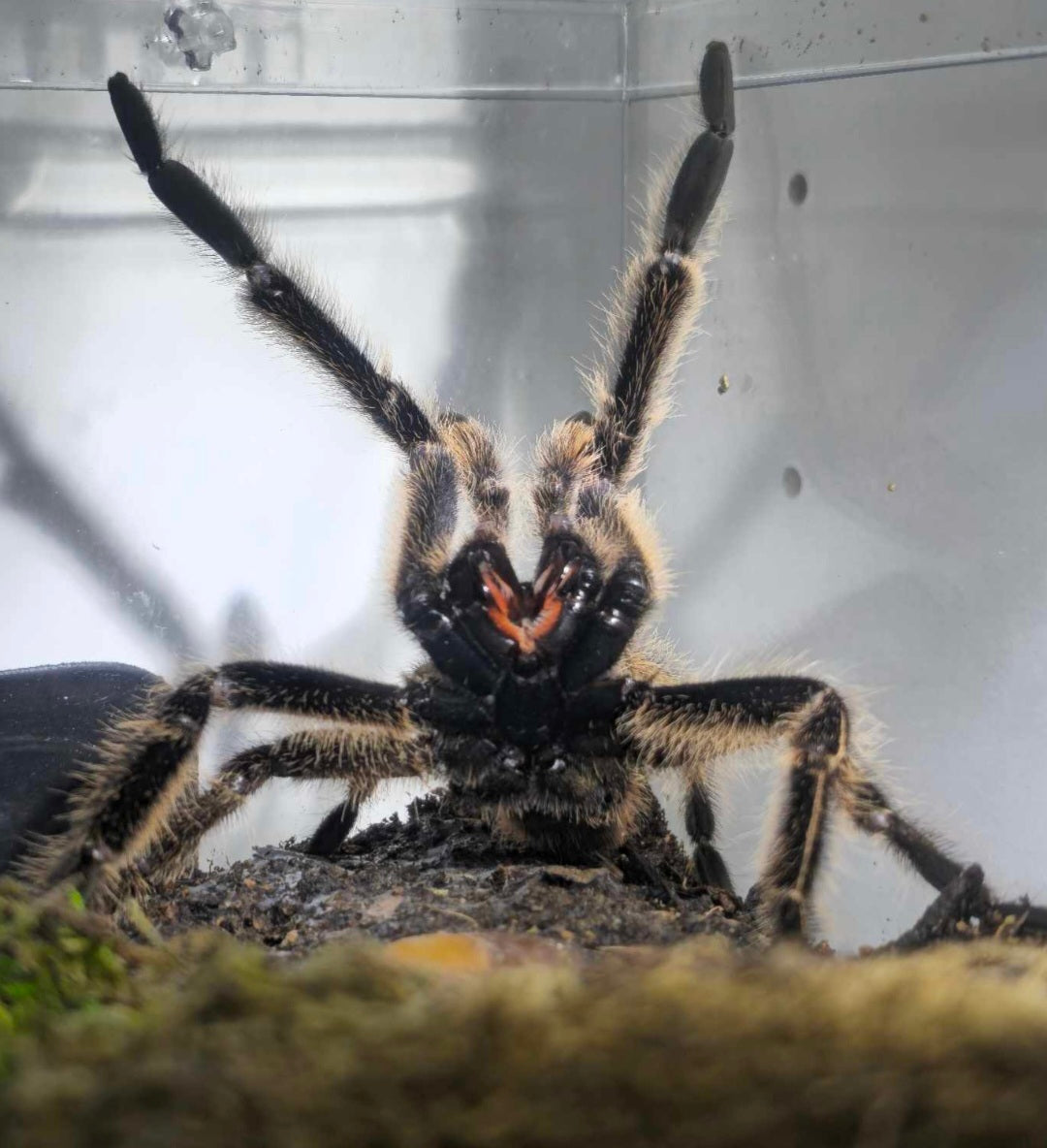 Tarantulas