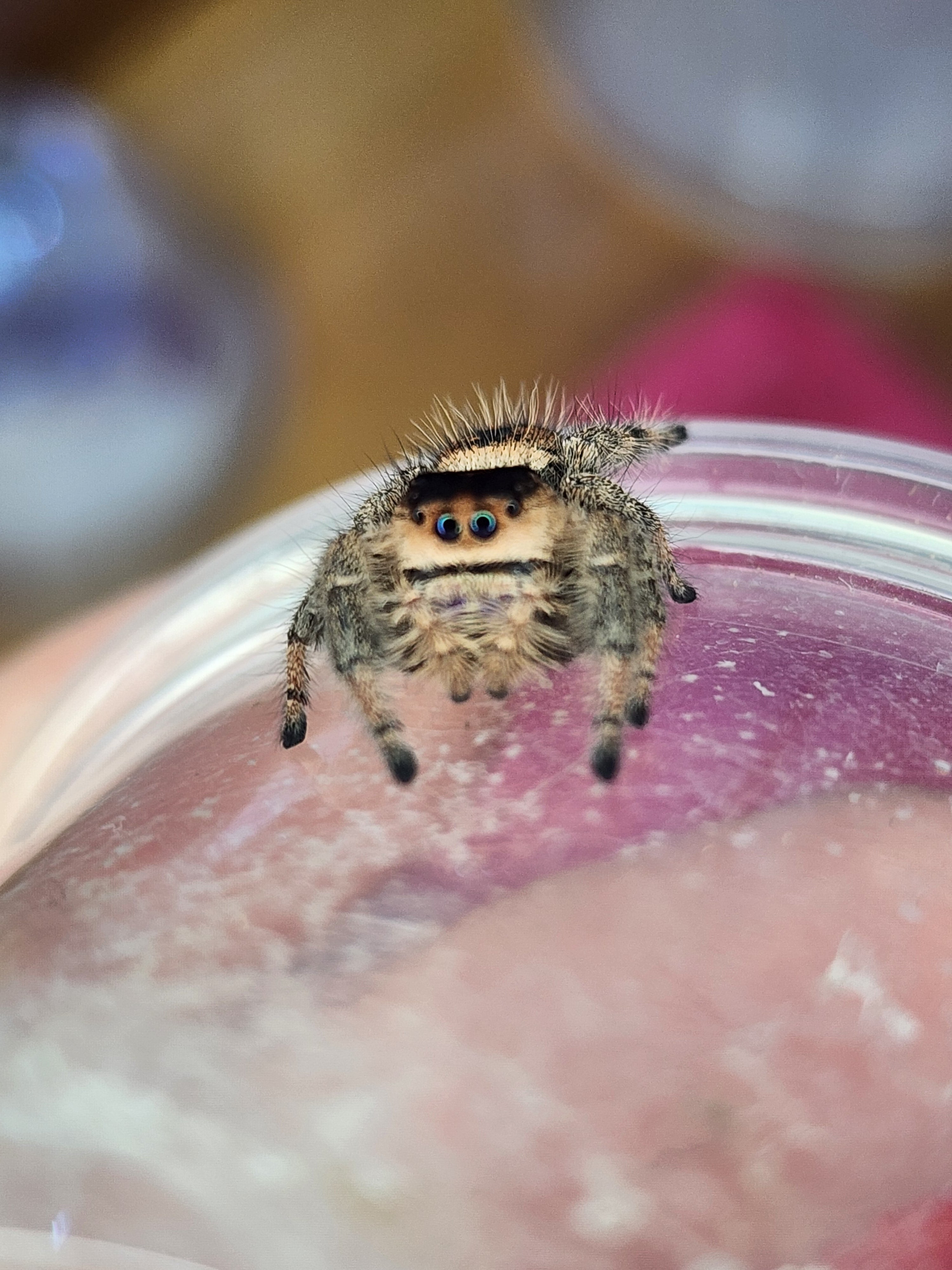 Jumping Spiders and Velvet Spiders – FEARED TO FASCINATED