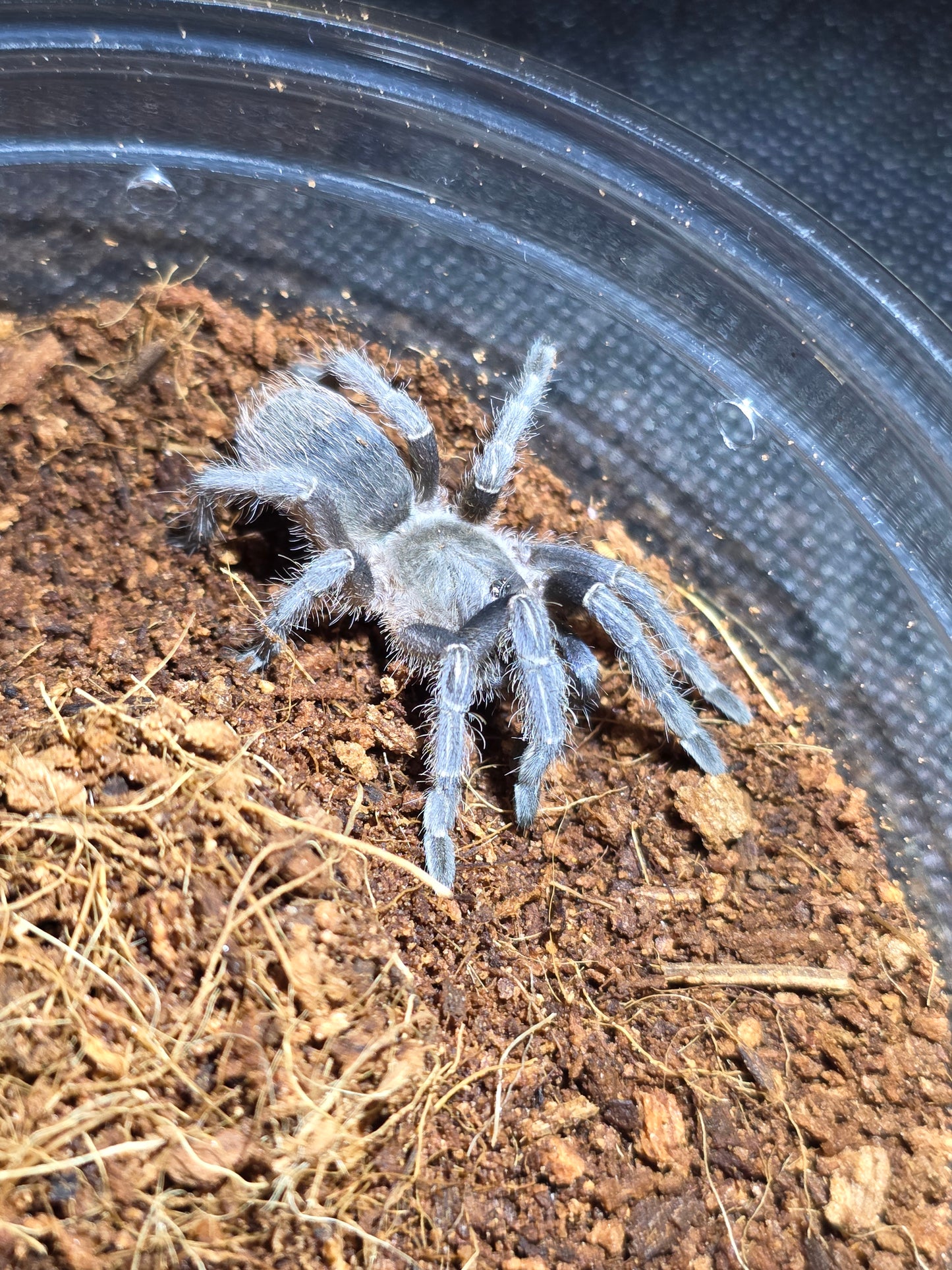 Aphonopelma seemanni (Costa rican zebra)