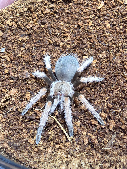 Brachypelma baumgarteni