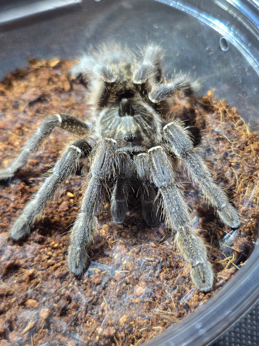 Ceratogyrus marshalli