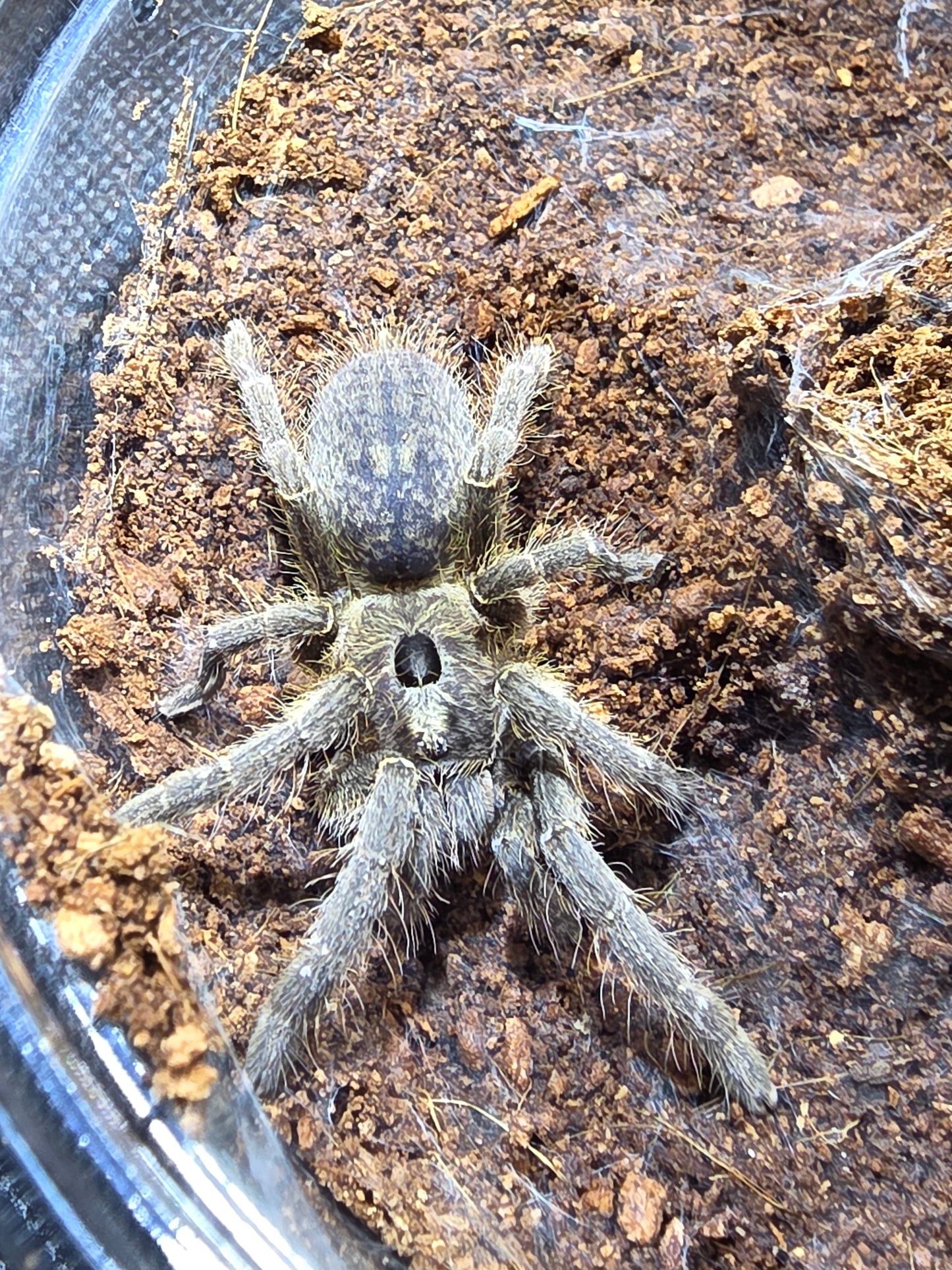 Ceratogyrus sanderi (Nambia horned baboon)