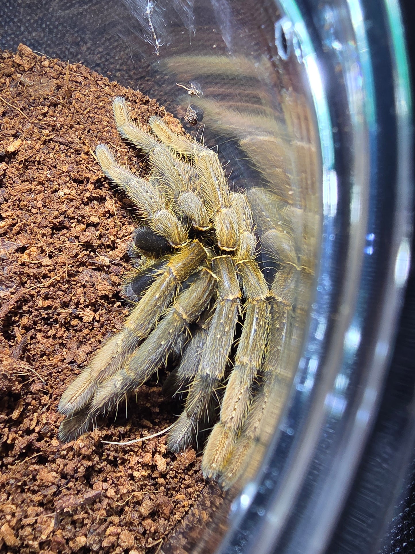 Encyocratella olivacea (Tanzanian black & olive baboon)