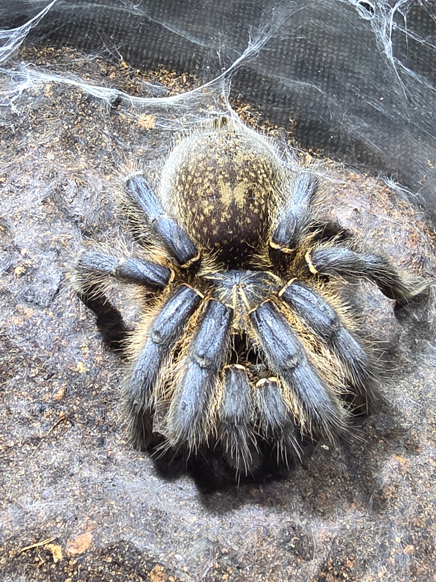 Harpactira pulchripes (Golden blue leg baboon)