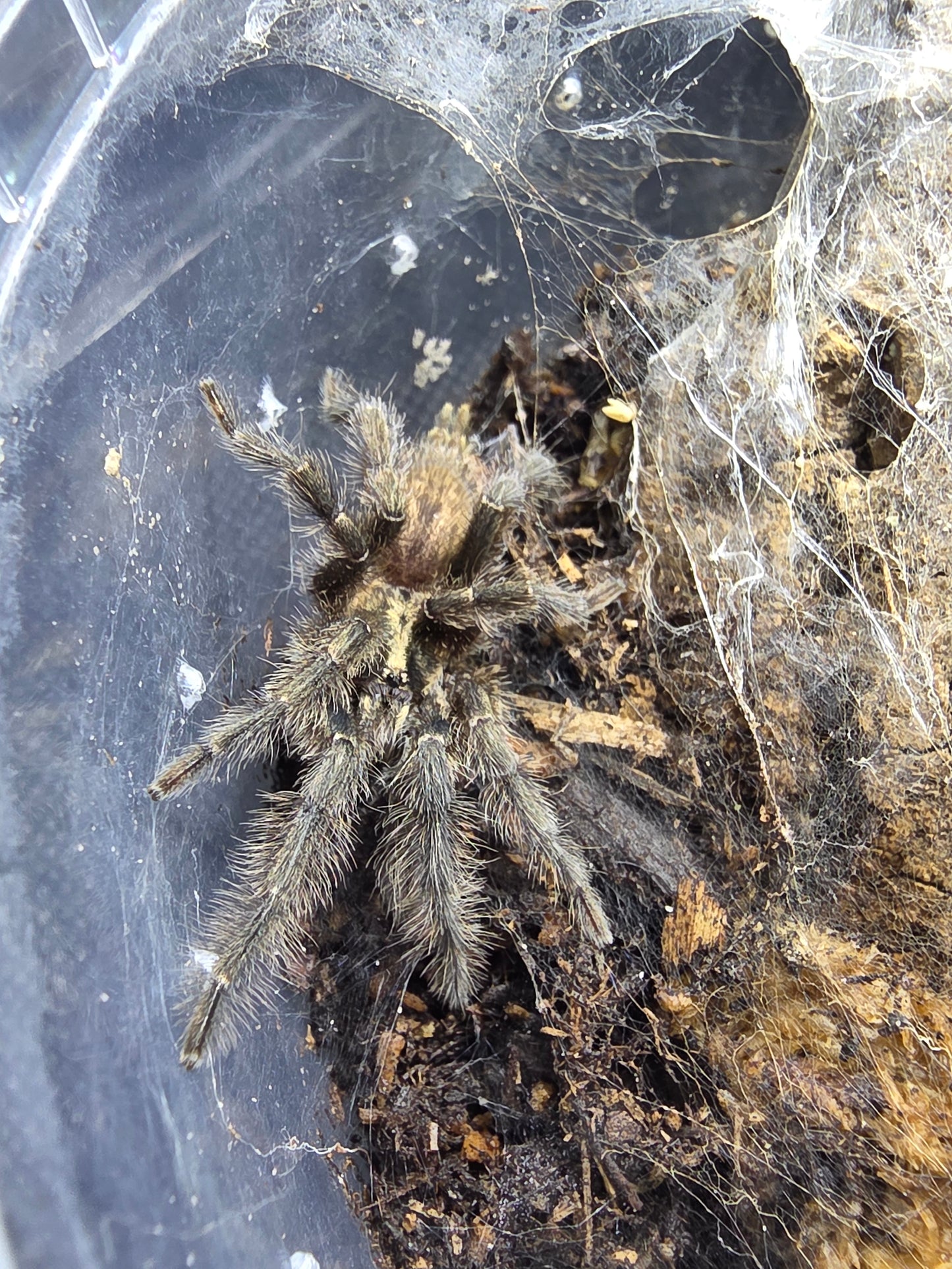 Heterothele villosella