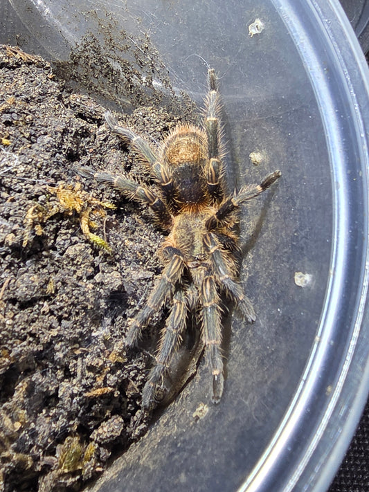 Isiboroa peruviana (Peruvian blue zebra)