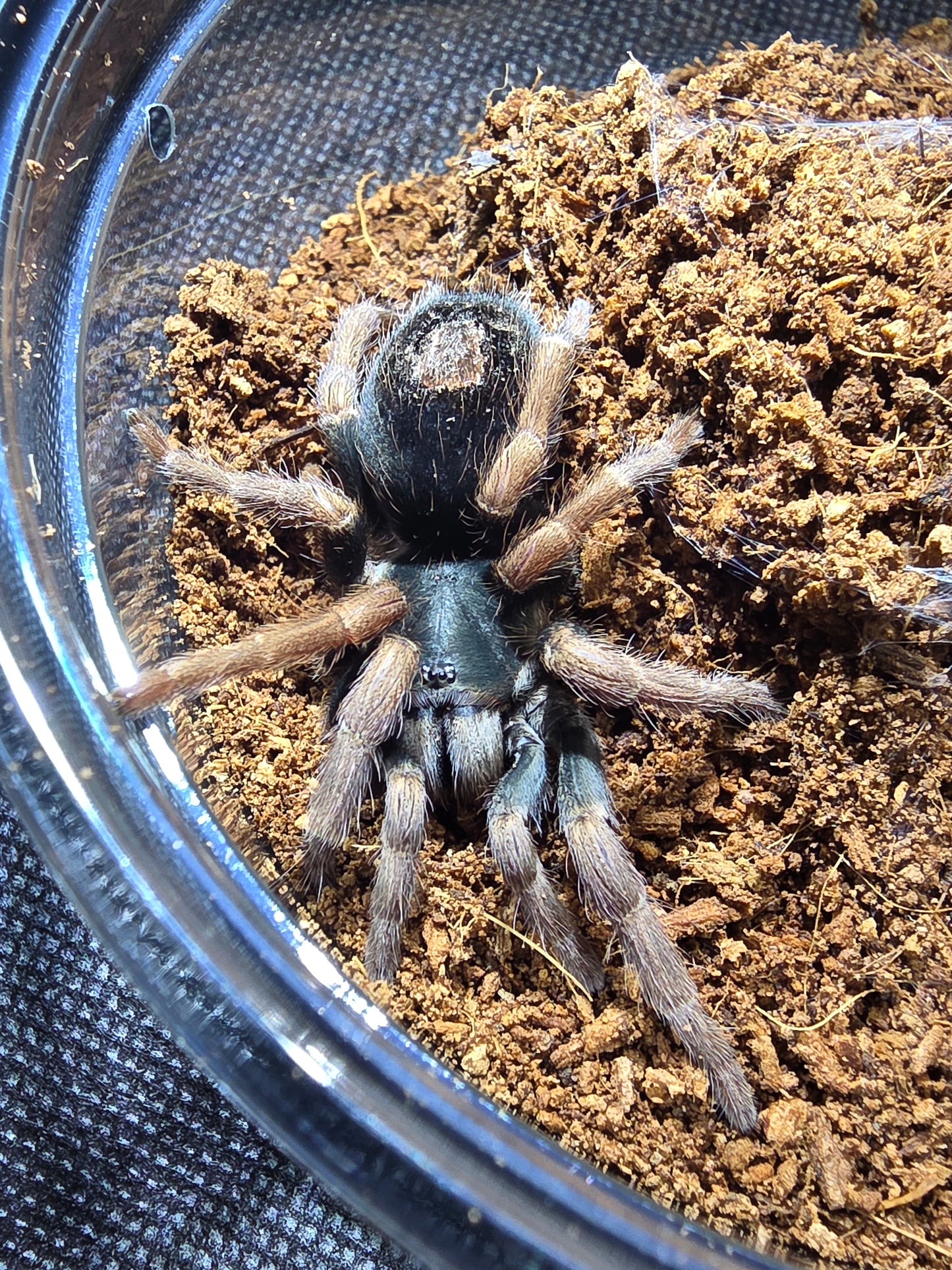 Kochiana brunnipes (Dwarf pink leg)