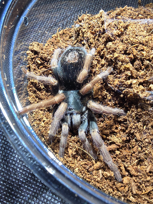 Kochiana brunnipes (Dwarf pink leg)