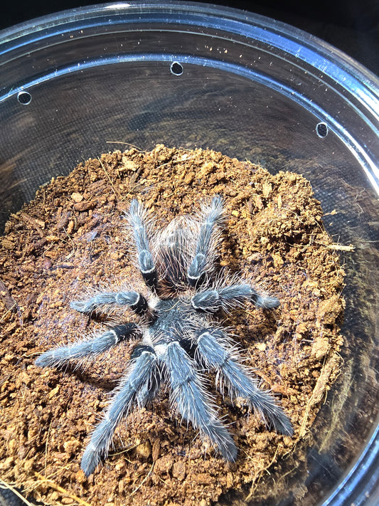 Lasiodora klugi (Bahia scarlet birdeater)