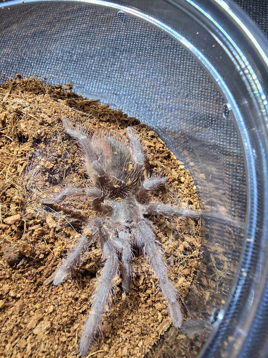 Lasiodora striatipes (Bahia grey birdeater)