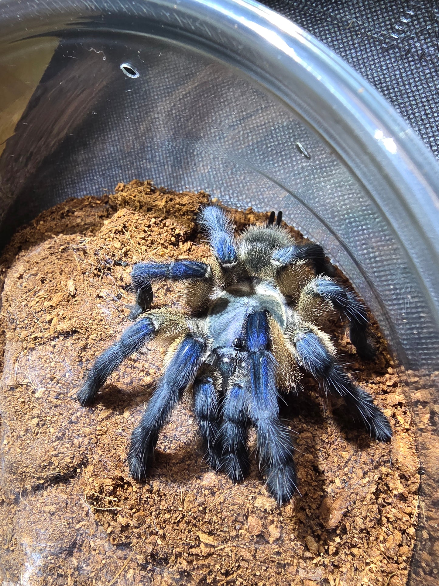 Monocentropus balfouri (Socotra Island blue baboon)