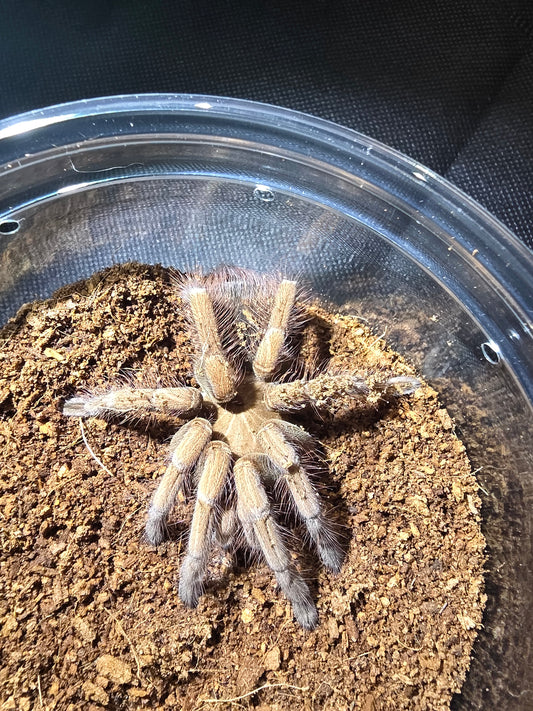 Pamphobeteus sp. mascara (Mascara birdeater)