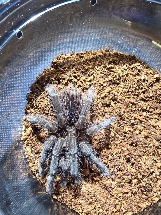 Pamphobeteus sp. duran (Duran giant birdeater)