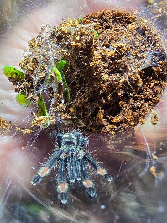 Psalmopoeus irminia (Venezuelan suntiger)