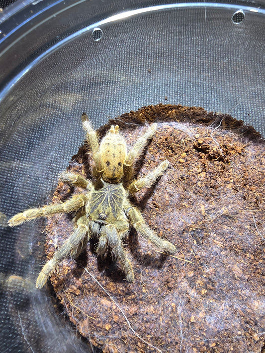 Pterinochilus lugardi (Fort hall baboon)