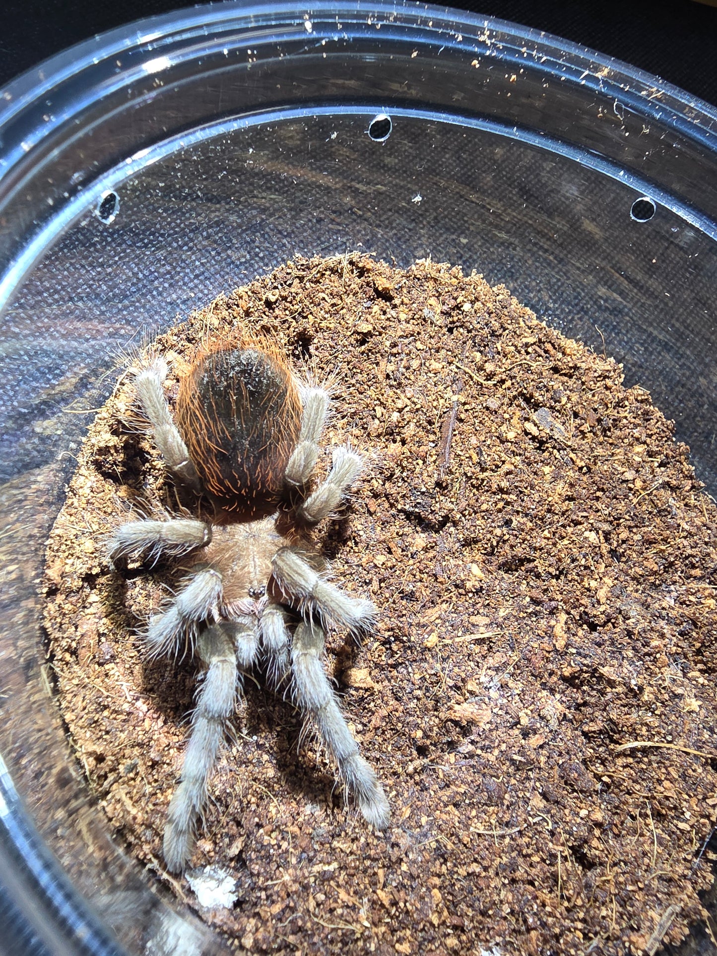 Tliltocatl kahlenbergi (New mexican)