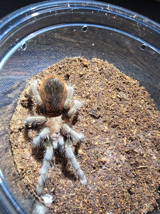 Tliltocatl kahlenbergi (New mexican)