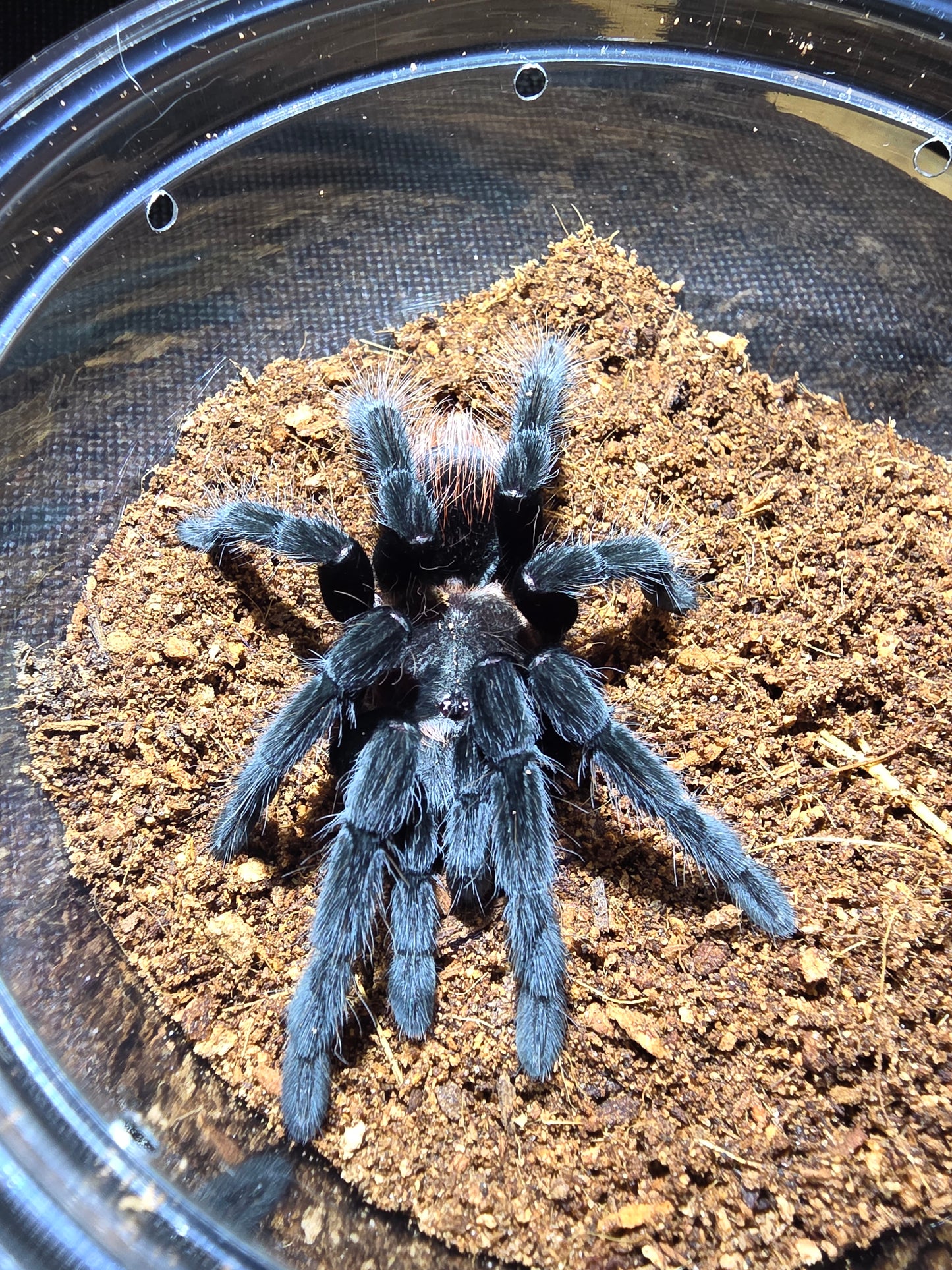 Tliltocatl vagans (Mexican red rump)