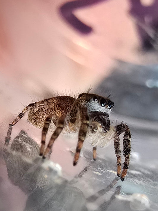 Platycryptus undatus (Tan jumper)