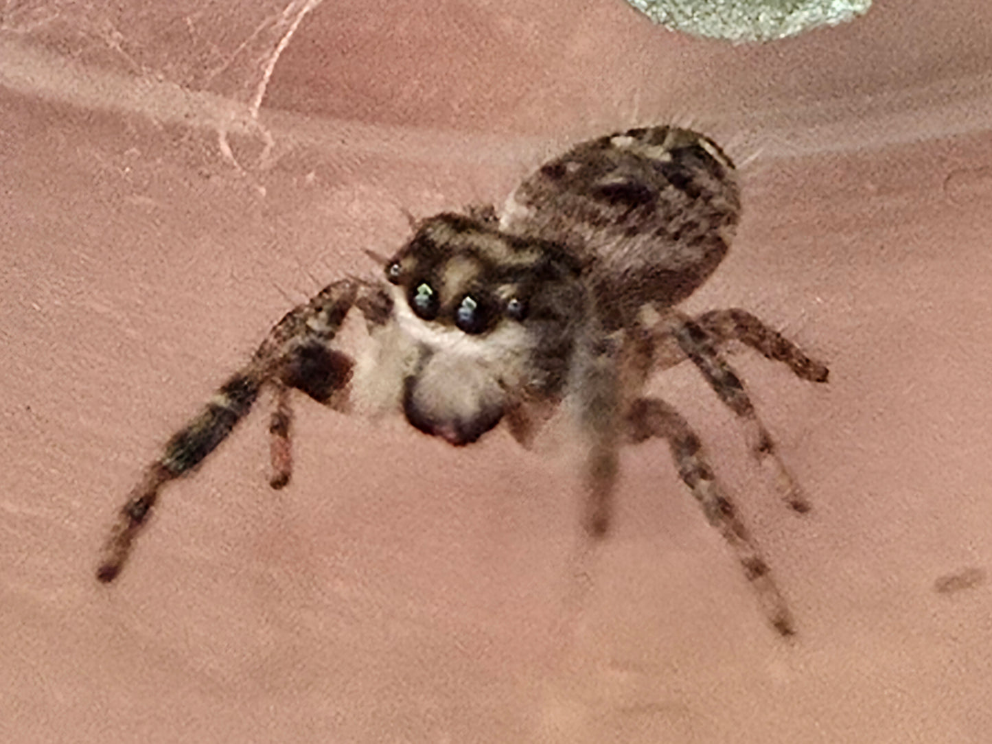 Platycryptus undatus (Tan jumper)