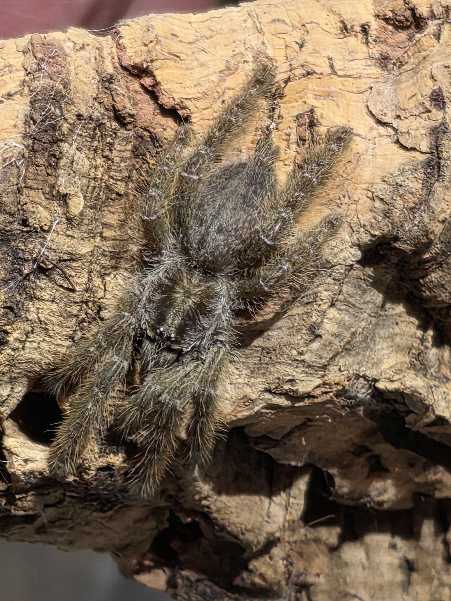 Heteroscodra maculata (Togo Starburst)