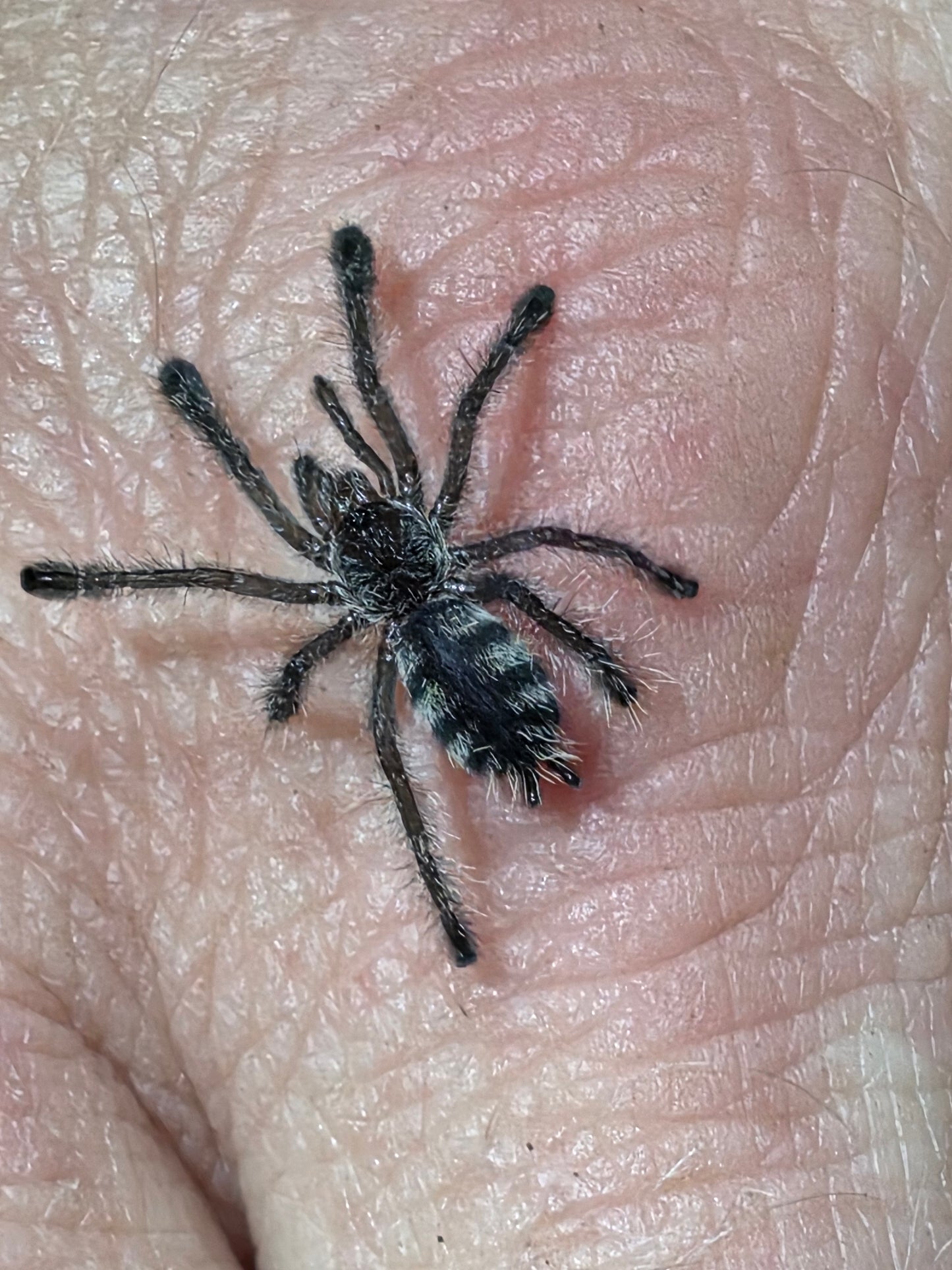 Avicularia sp 'Colombia' CF purpurea (Colombian Purple Pink Toe)