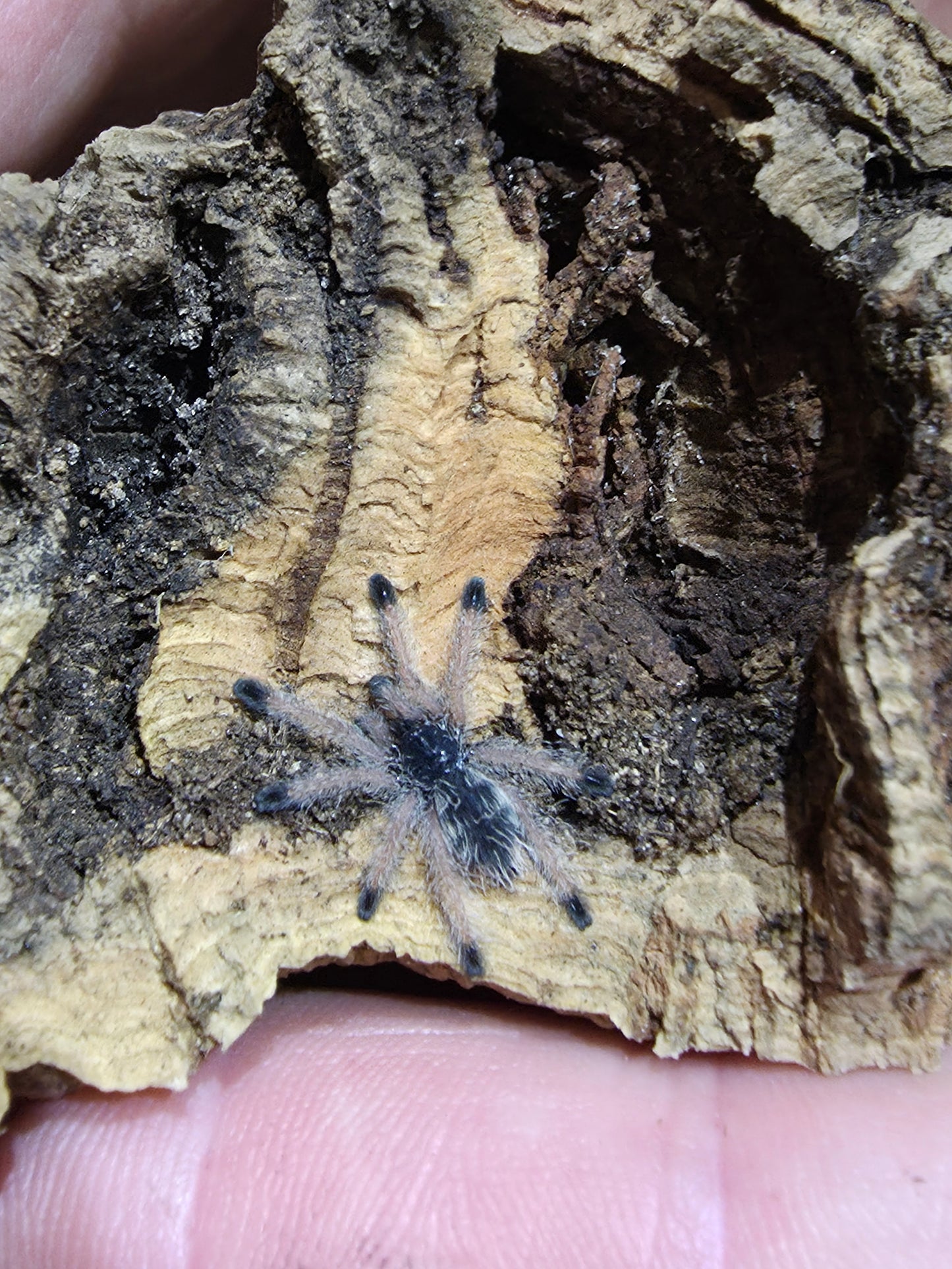 Avicularia juruensis (Peru Purple Pink Toe)