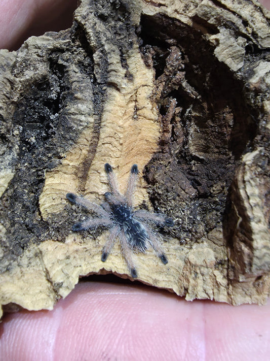 Avicularia juruensis (Peru Purple Pink Toe)