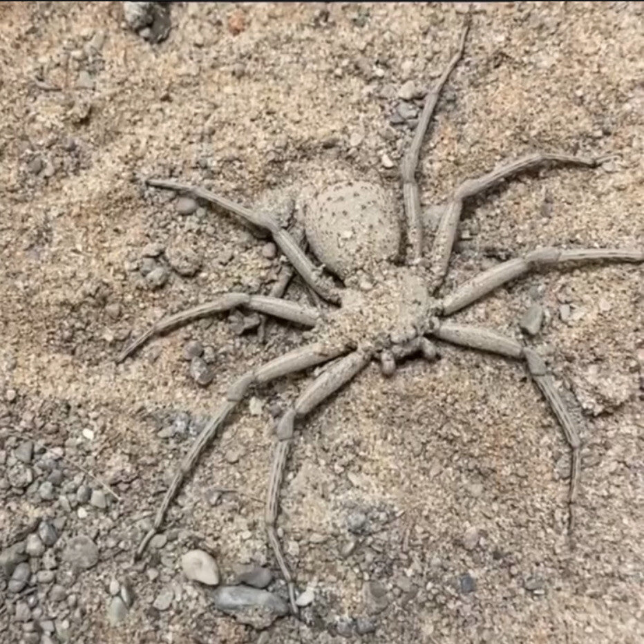 Sicarius thomisoides (Chilean six eyed sand spider)