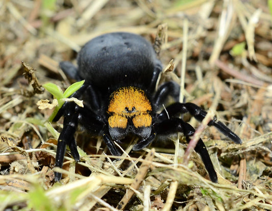Eresus moravicus (Gold-faced ladybird spider)