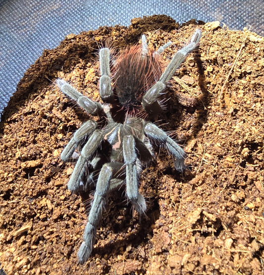 Pamphobeteus sp. cascada (Cascada birdeater)