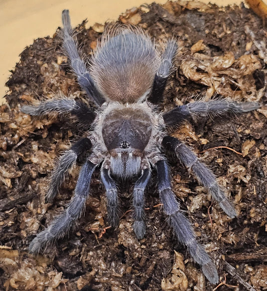 Lasiocyaneo sazimai (Brazilian blue)