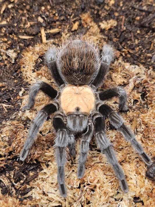 Brachypelma albiceps