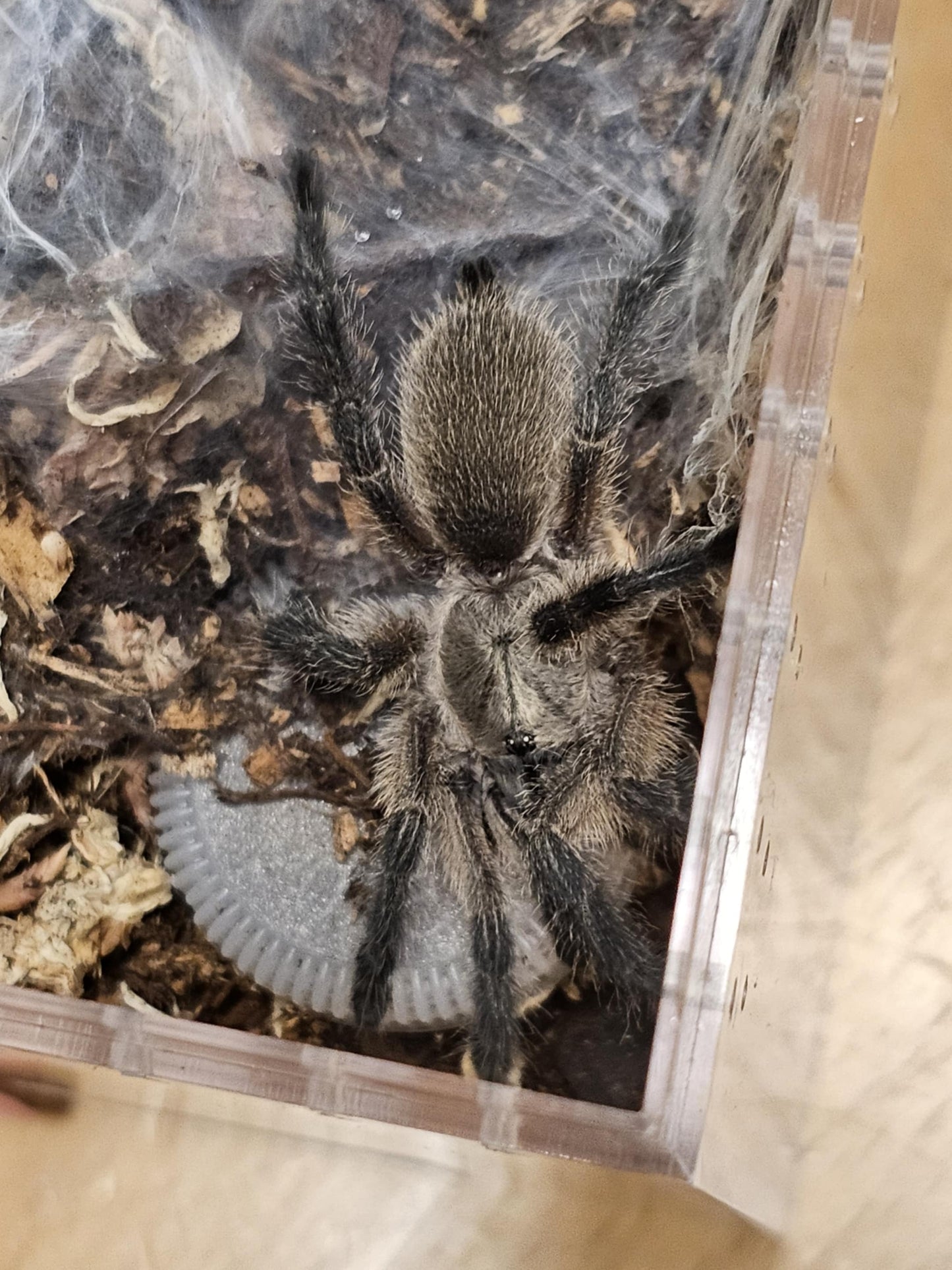 Monocentropus balfouri (Socotra Island blue baboon)