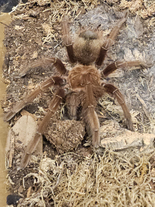 Theraphosa apophysis (Pink foot goliath birdeater)