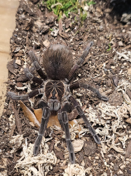 Pamphobeteus platyomma (Brazilian pink bloom)