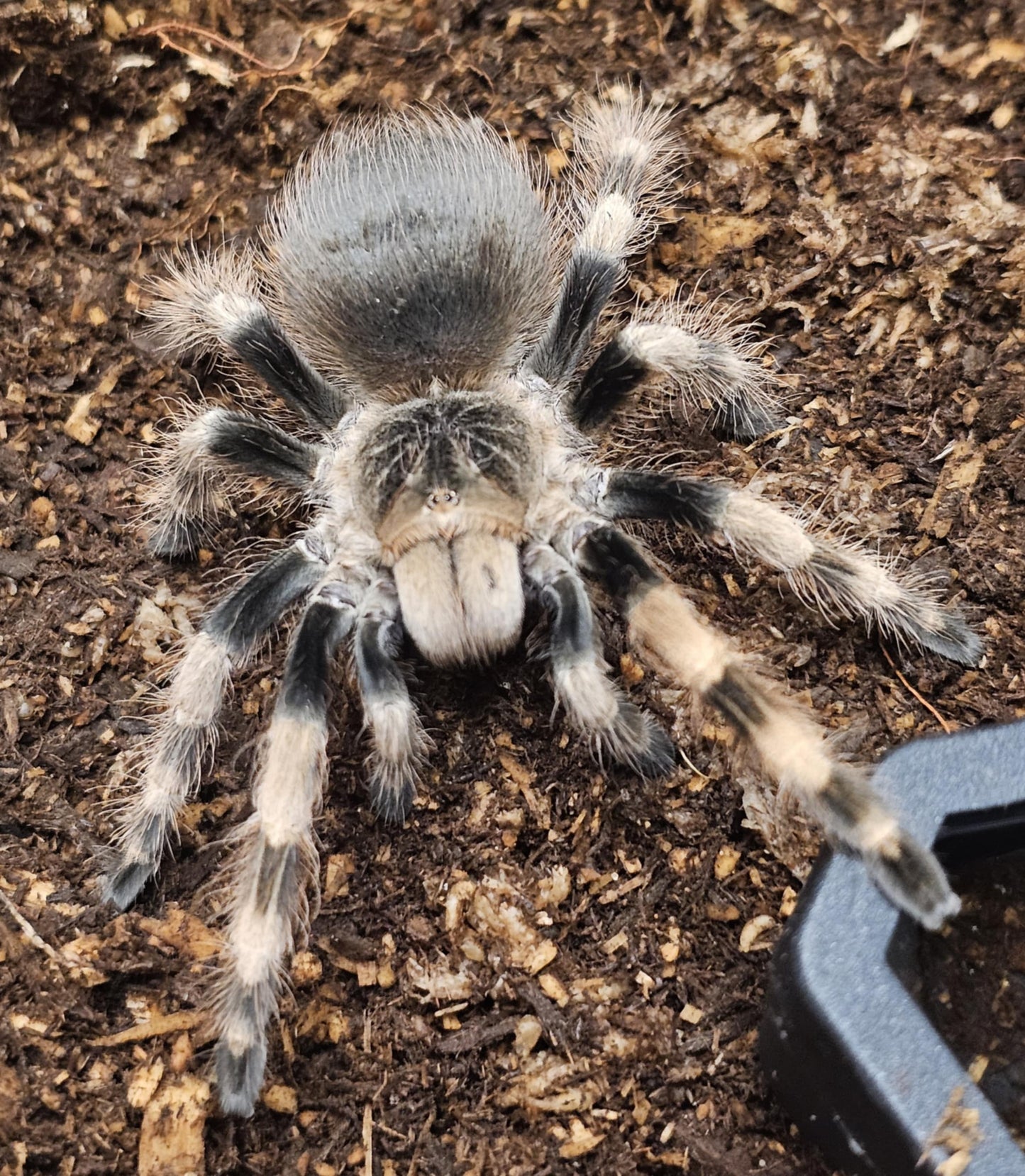 Nhandu coloratovillosus (Brazilian black & white)
