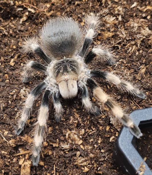 Nhandu coloratovillosus (Brazilian black & white)