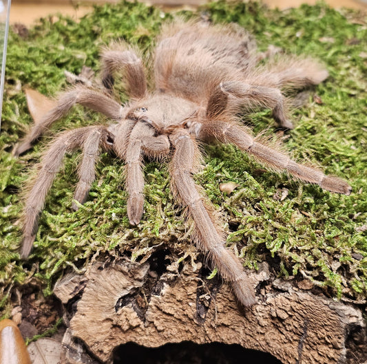 Nhandu tripepii (Brazilian giant blonde)