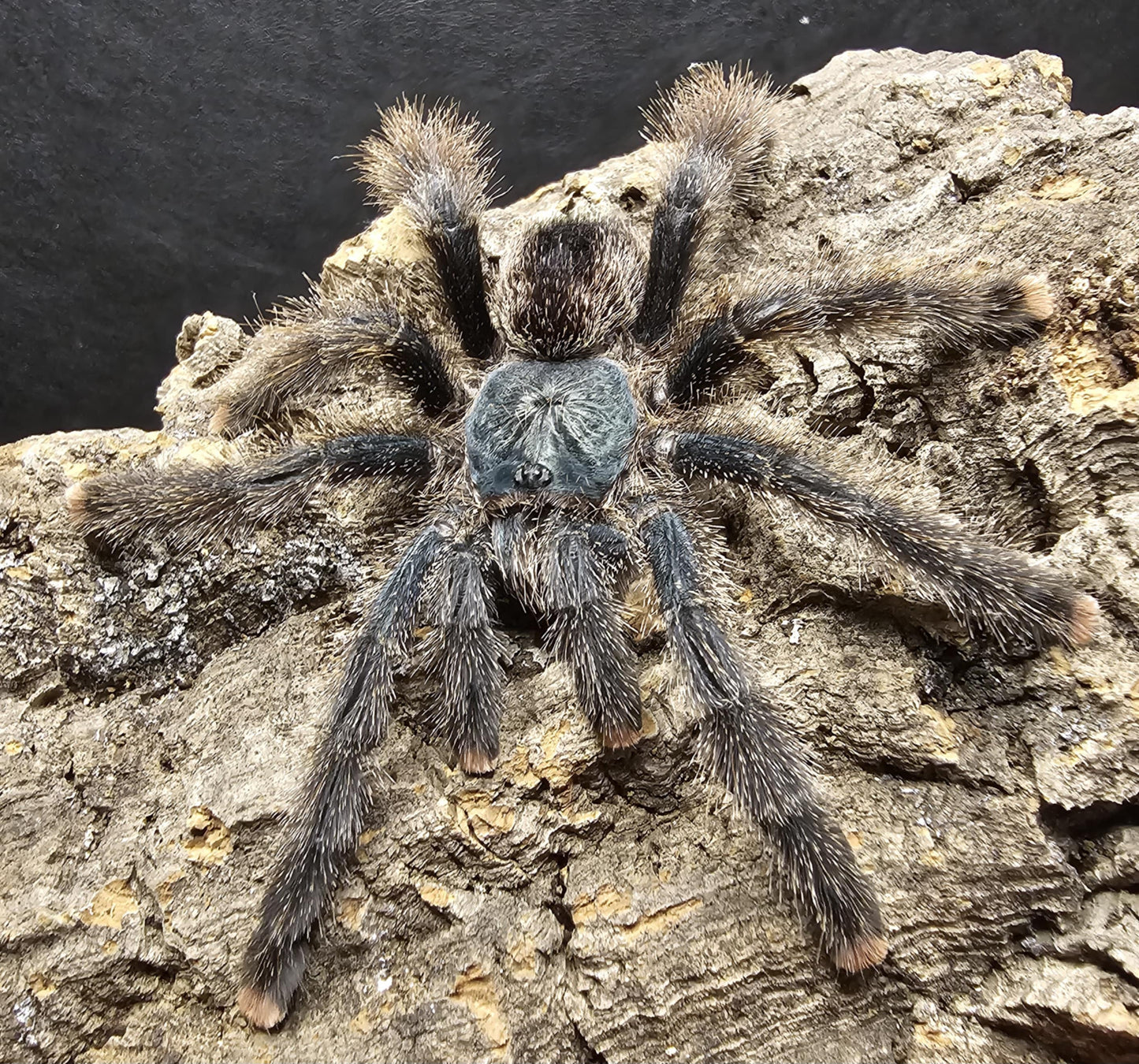 Avicularia avicularia M6 (Metallic pink toe)