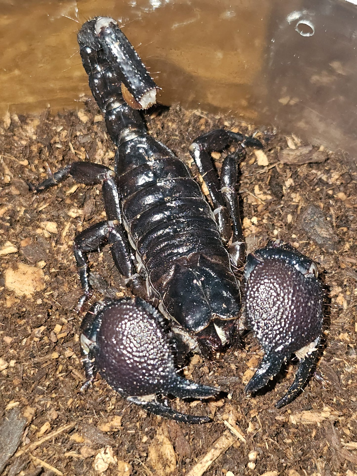 Pandinus imperator (Emperor Scorpion)