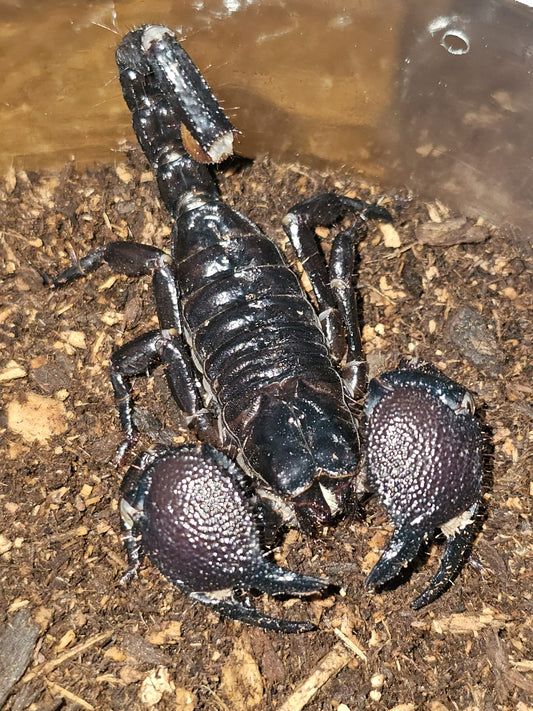 Pandinus imperator (Emperor Scorpion)