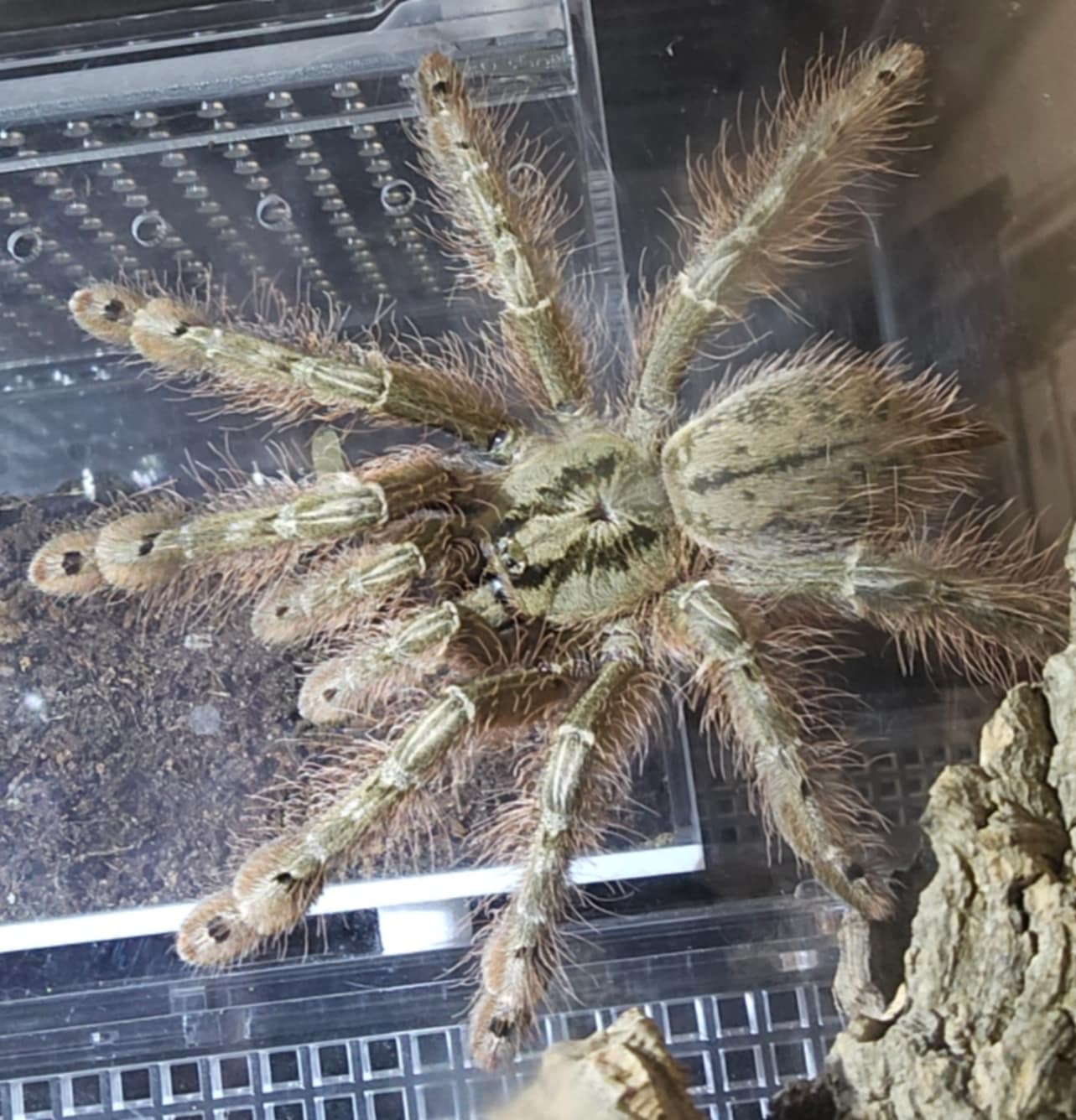 Stromatopelma calceatum (Feather leg baboon)
