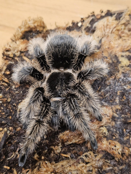 Tliltocatl albopilosus Nicaraguan (Curly hair)