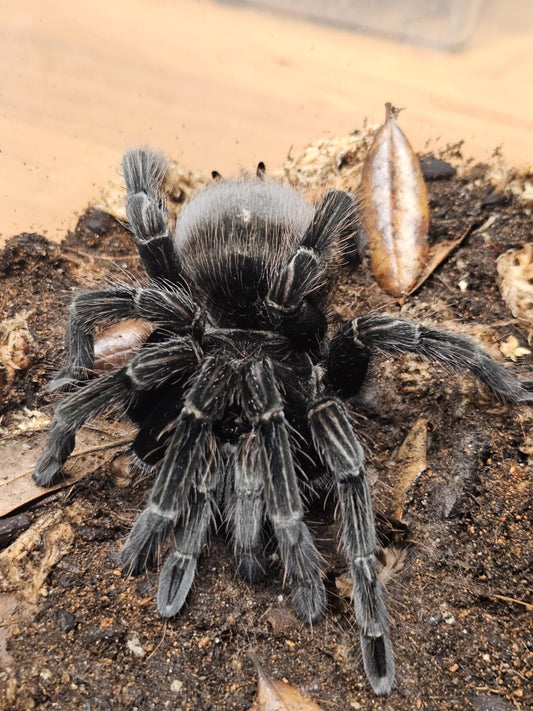 Pamphobeteus nigricolor (Columbian giant)