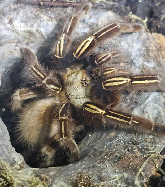 Ephebopus murinus (Skeleton Leg)