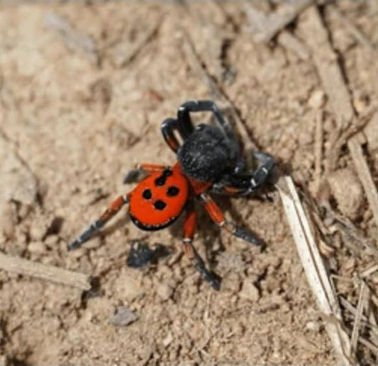 Eresus moravicus (Gold-faced ladybird spider)