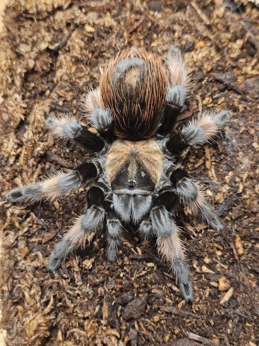 Brachypelma emilia